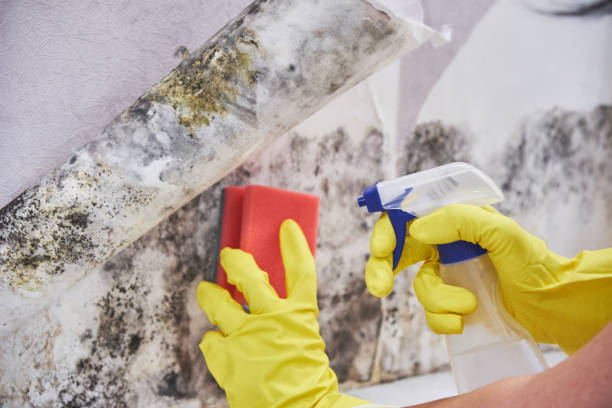 Environmental Consulting for Mold Prevention in Bloomington, TX